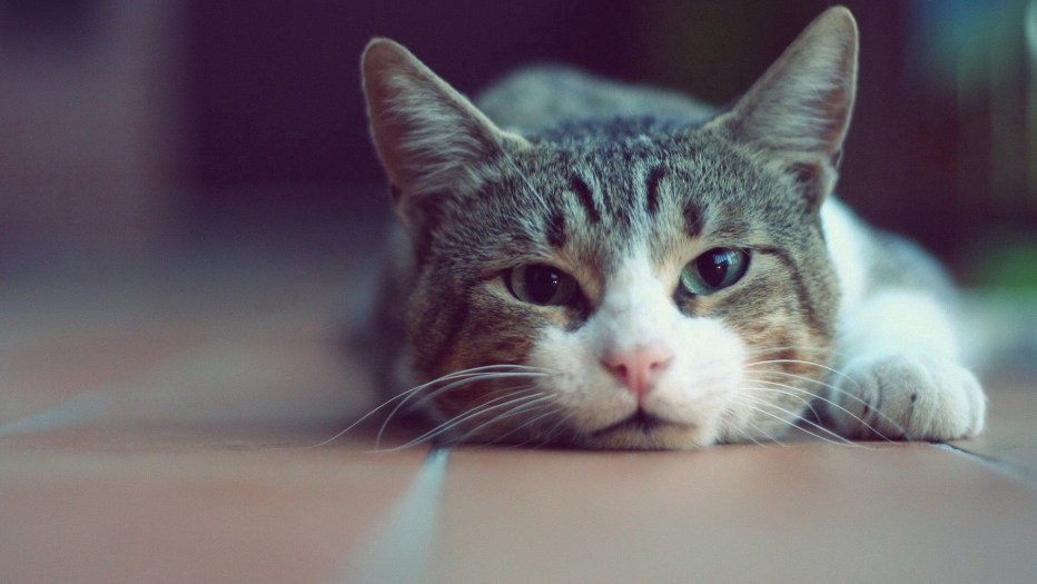 Няшные котики