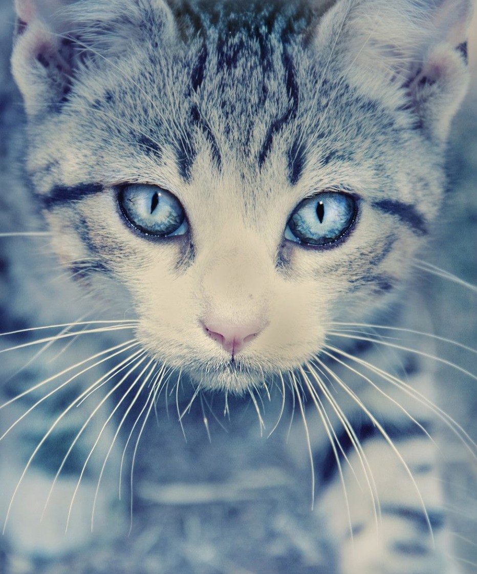Котики на аву