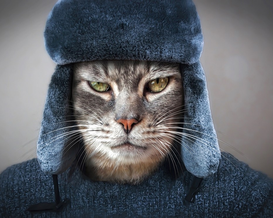 Кот в капюшоне