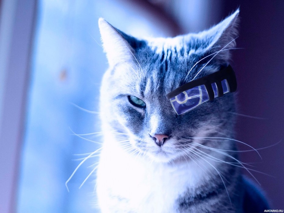 Крутые коты