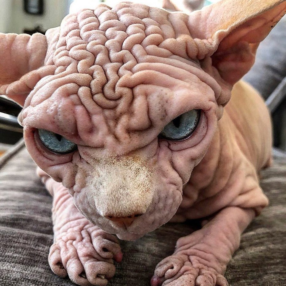 Самый страшный кот