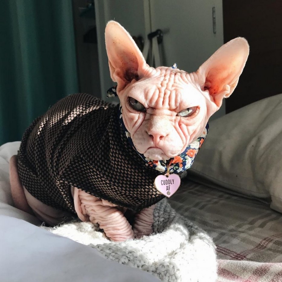 Самый морщинистый кот сфинкс