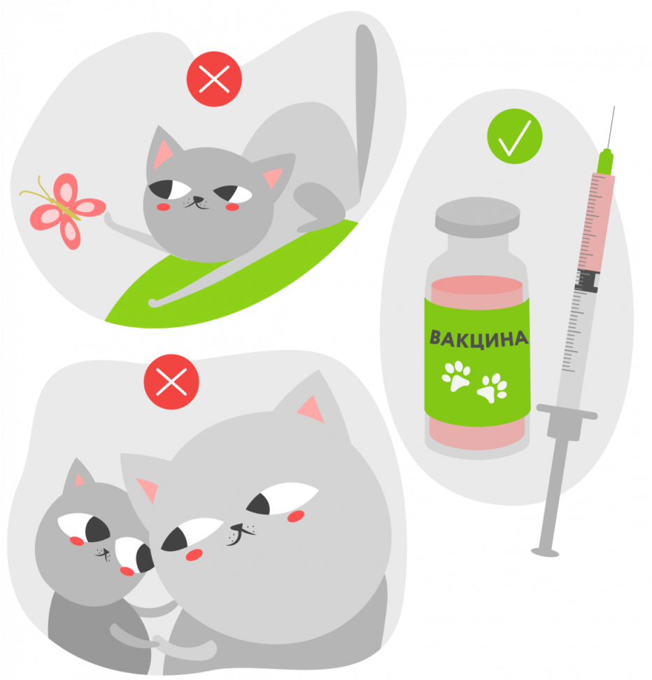 Кошачий инфекционный энтерит