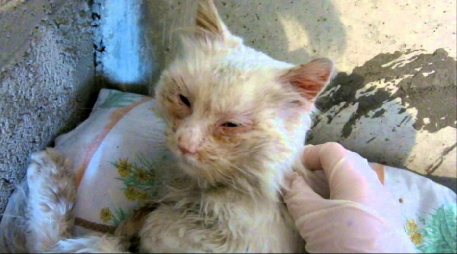 Feline Leukemia virus