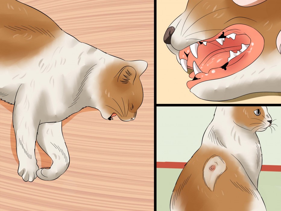 Котенок со стетоскопом