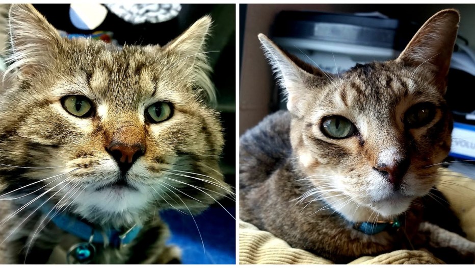 Кошачий иммунодефицит