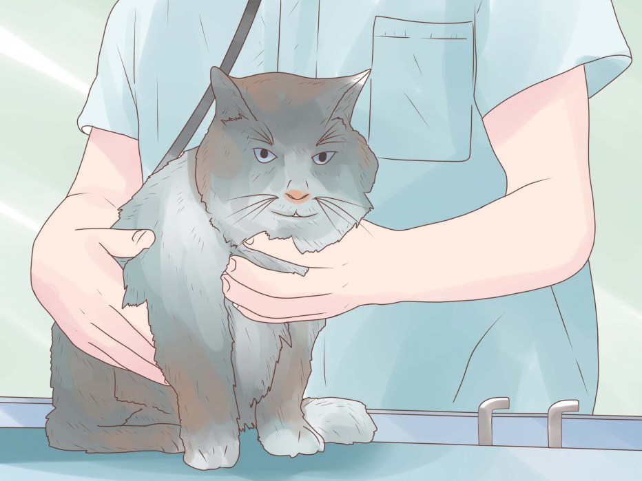 Лейкоз кошек возбудитель