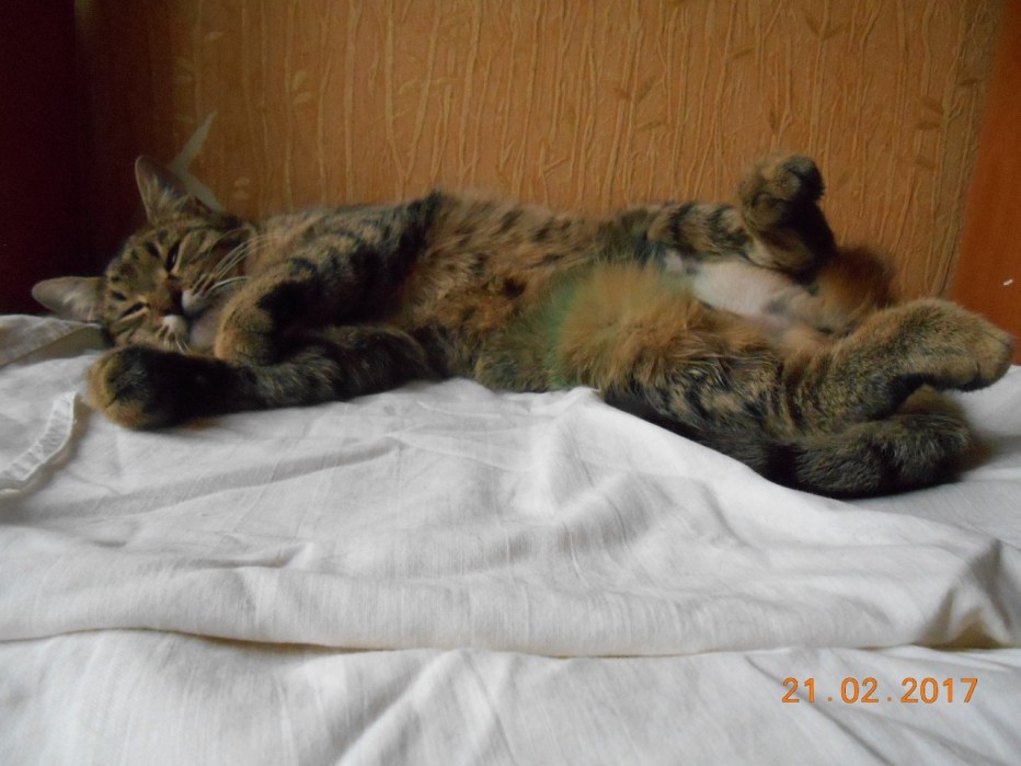 Прививка кошке