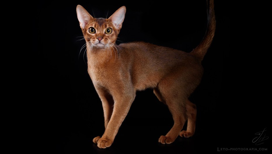 Абиссинская кошка