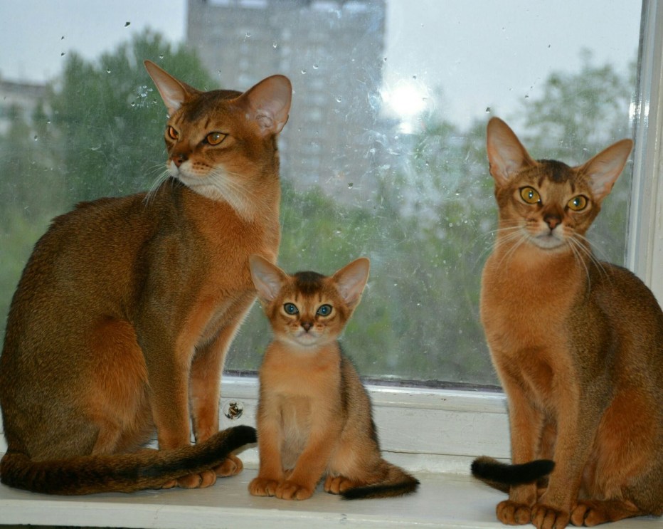 Абиссинская кошка окрас Рудди