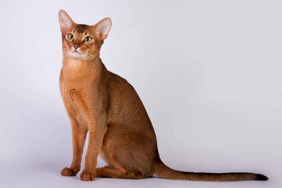 Абиссинская кошка