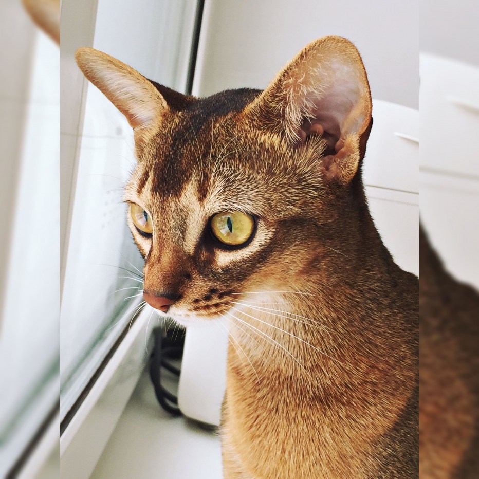 Абиссинская шоколадная кошка