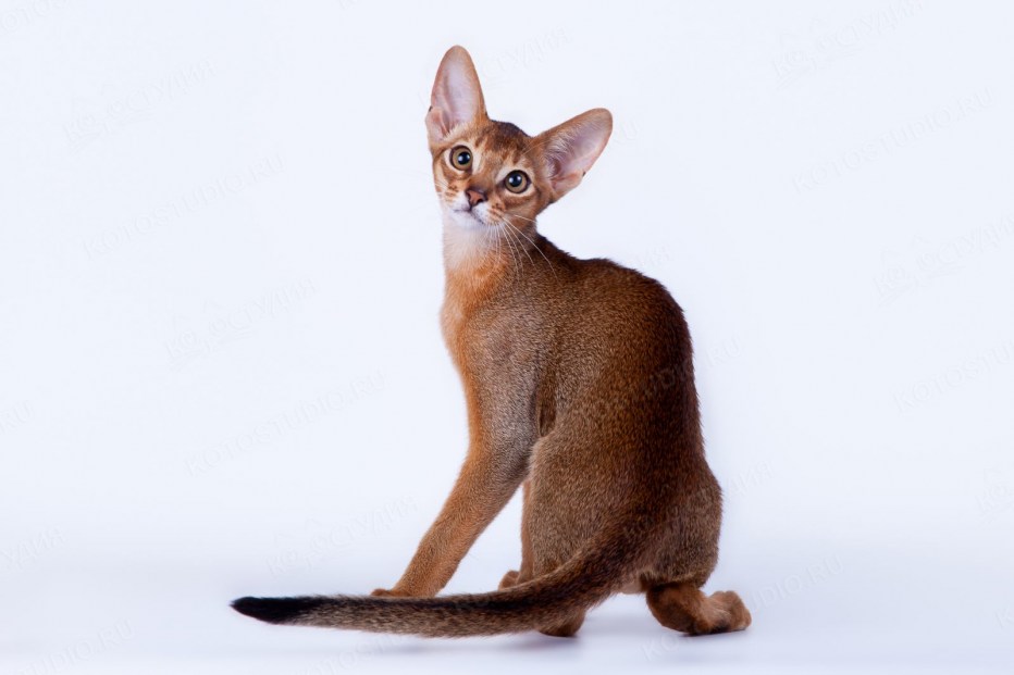Американская Абиссинская кошка