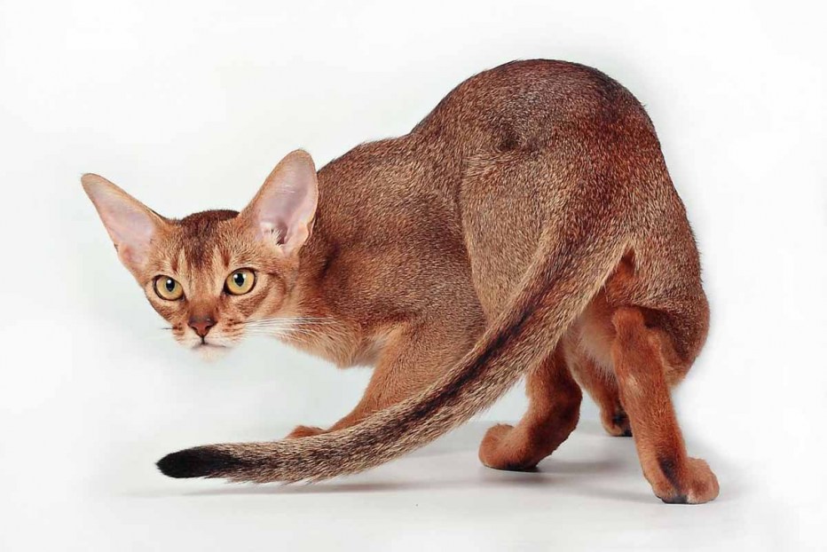 Кошка Абе Абиссинская