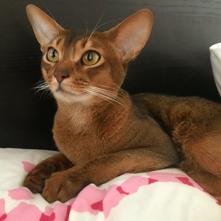 Абиссинский кот