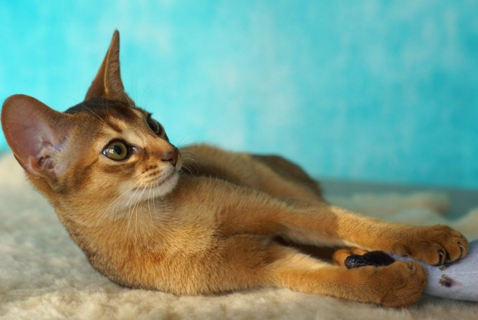 Абиссинская кошка
