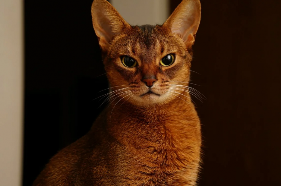 Кот породы абиссинец