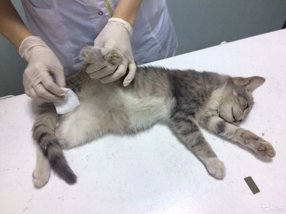 У котенка болячки на животе