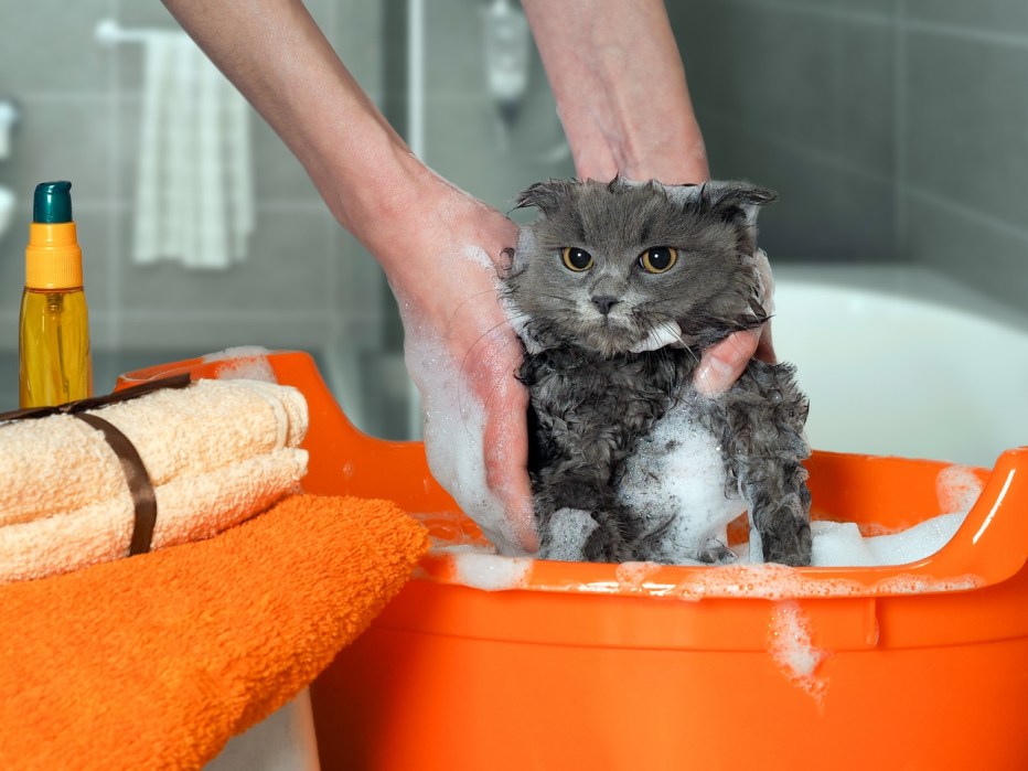 Котенок в тазике