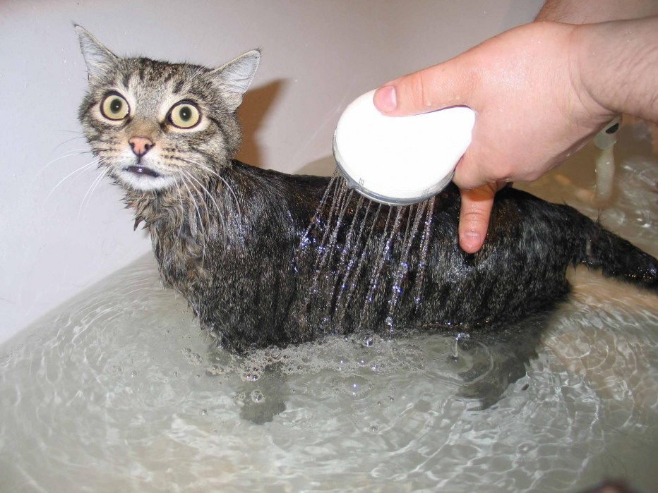 Купание домашнего кота
