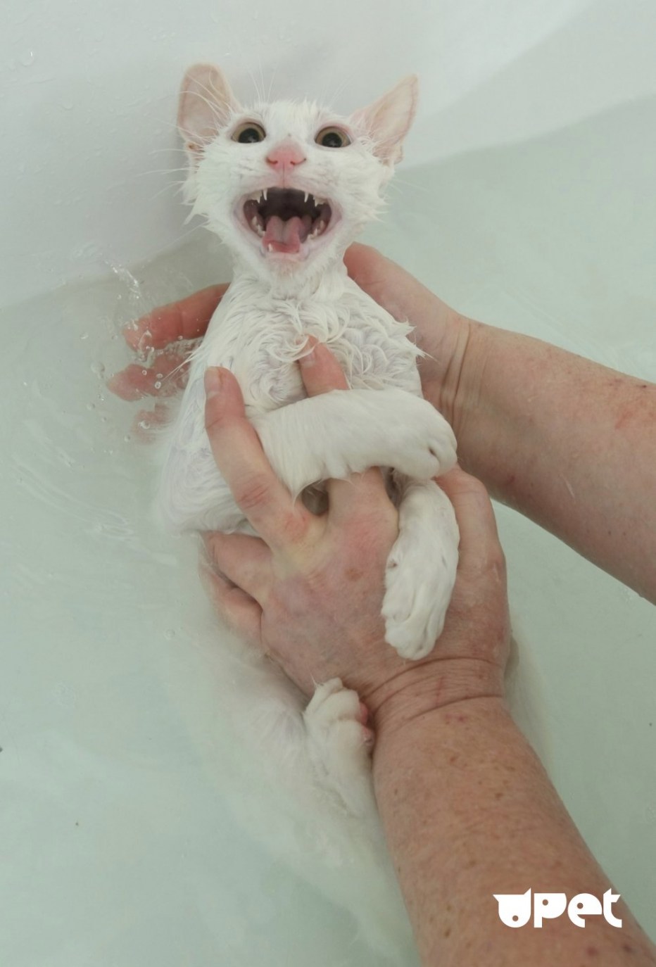 Котенок в ванне