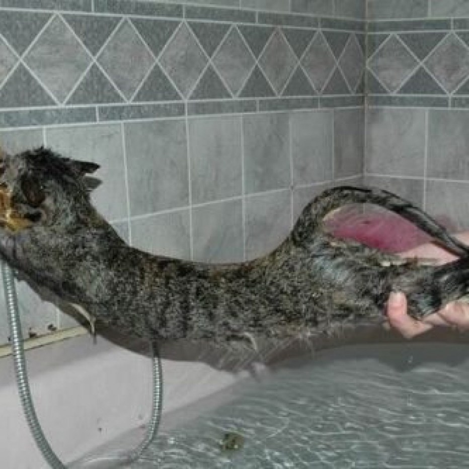 Кошки не любят купаться