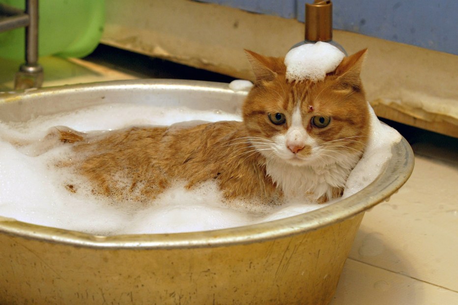 Кот в тазике с водой