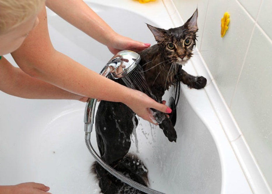Купание кота