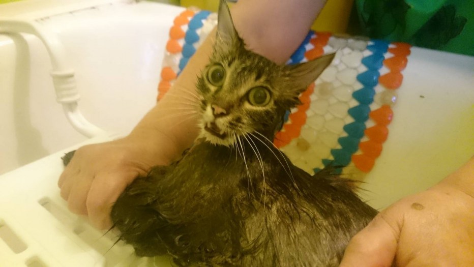 Первое купание кота