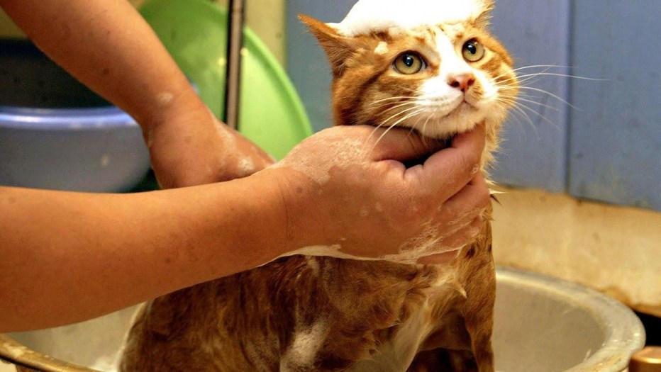 Купание кота