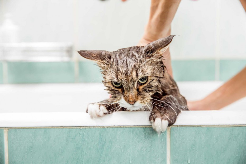 Котик в ванной