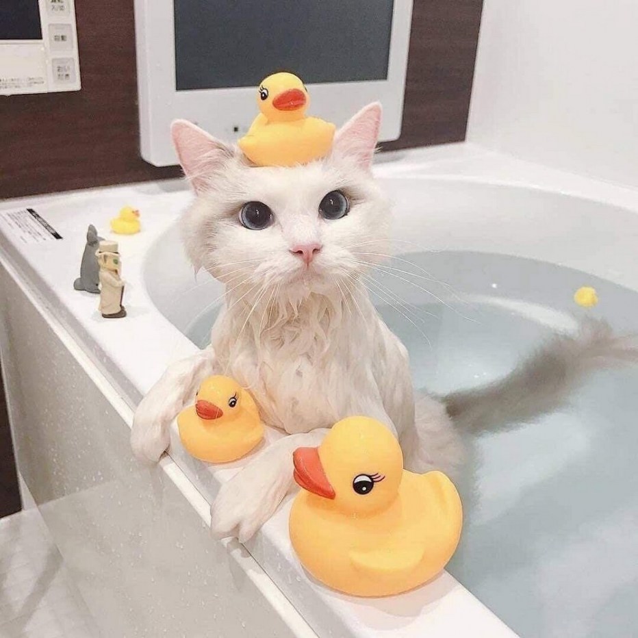 Кошечка в ванной