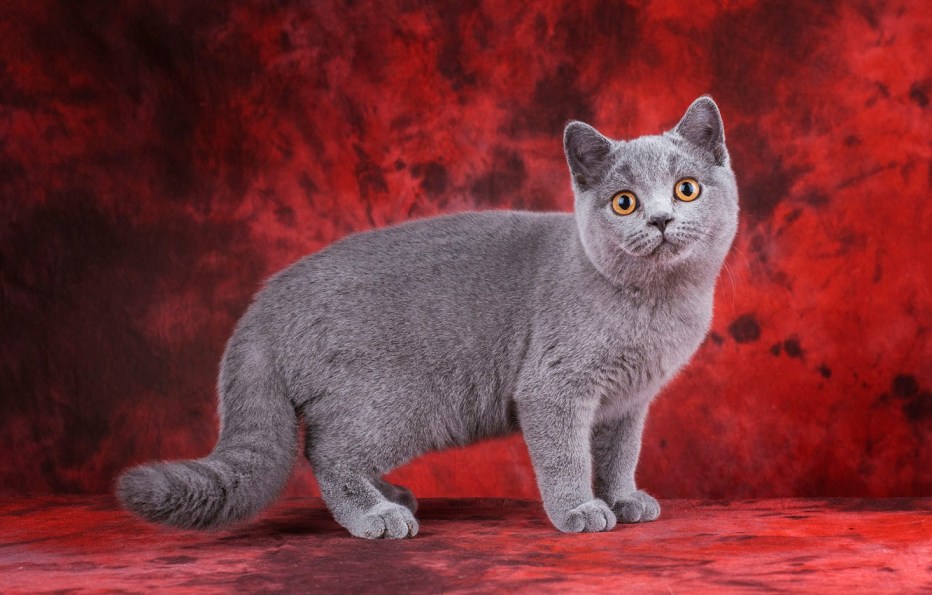 Британская кошка