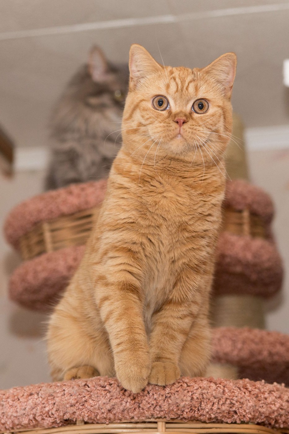 Британец котёнок рыжий 5т