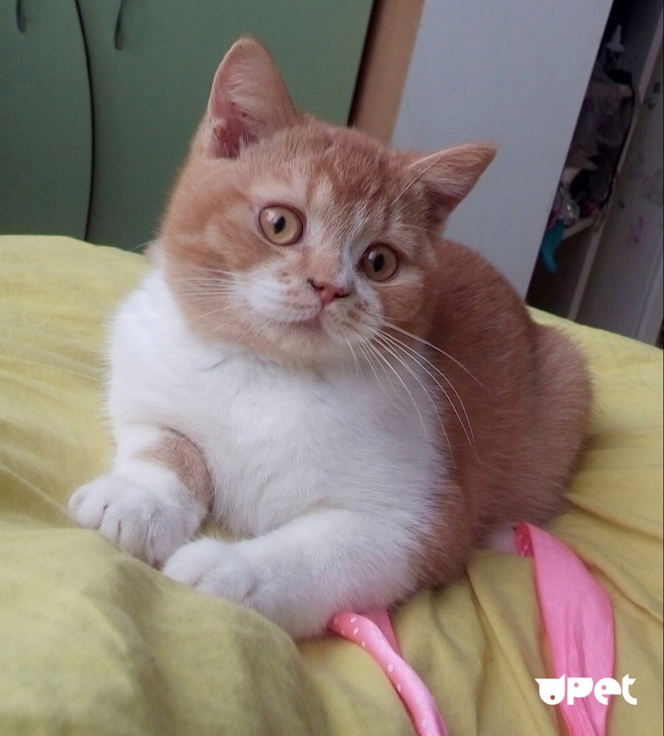 Кот британец рыжий