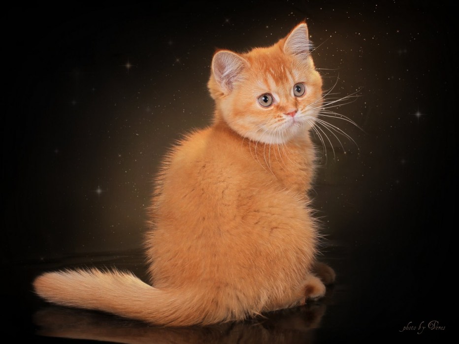 Кот британец рыжий