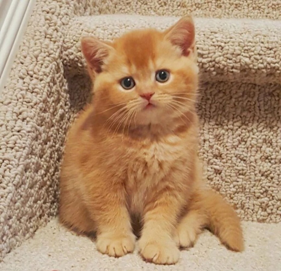 Британец кошка