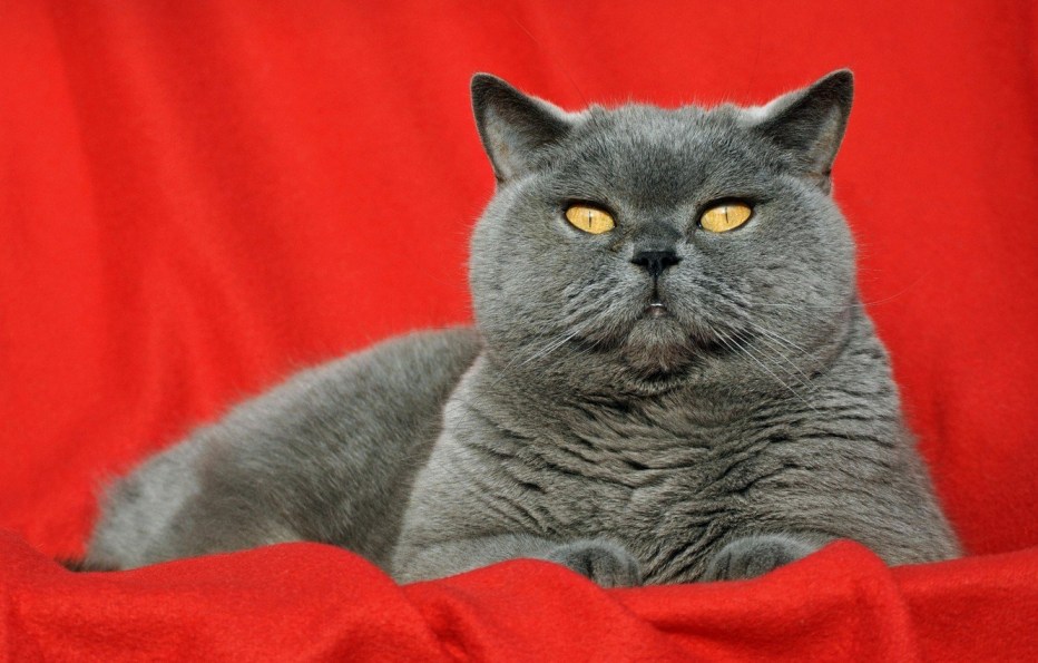 Красный британский котенок
