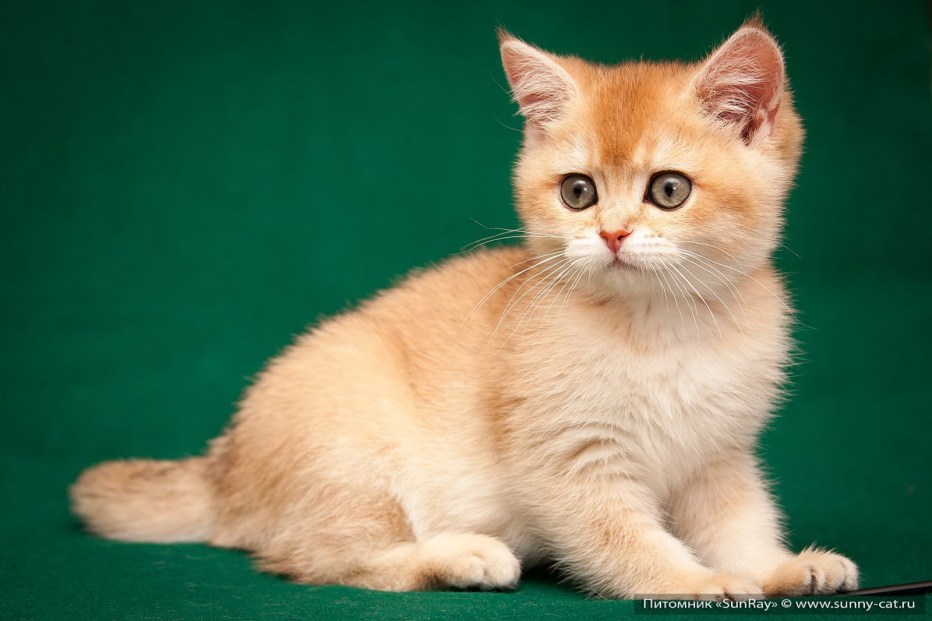 Красный британский котенок