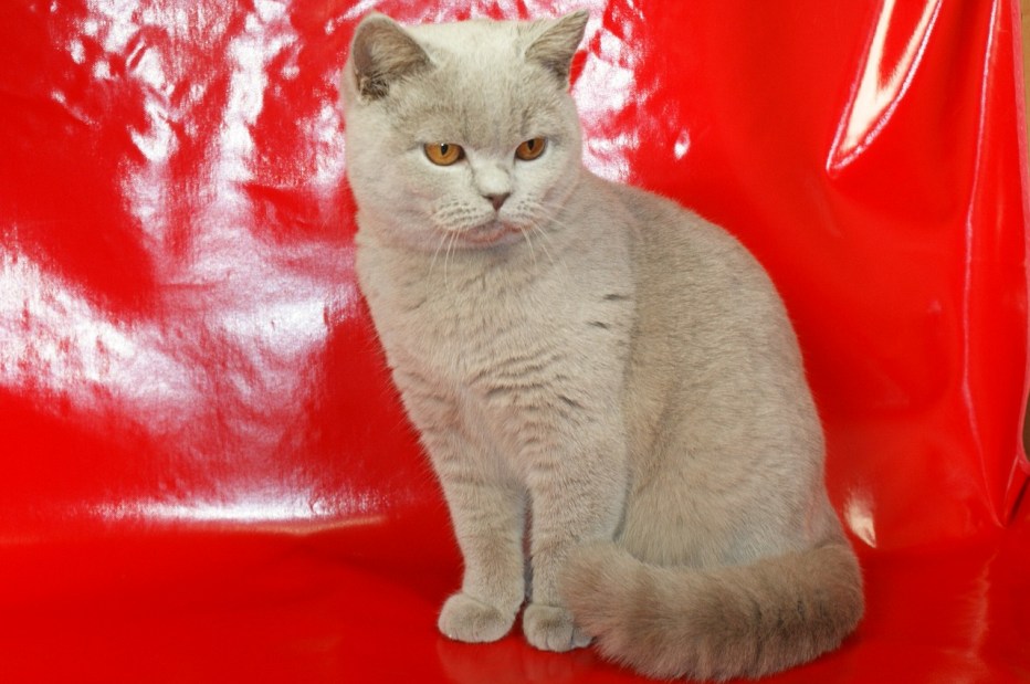 Кошка британка