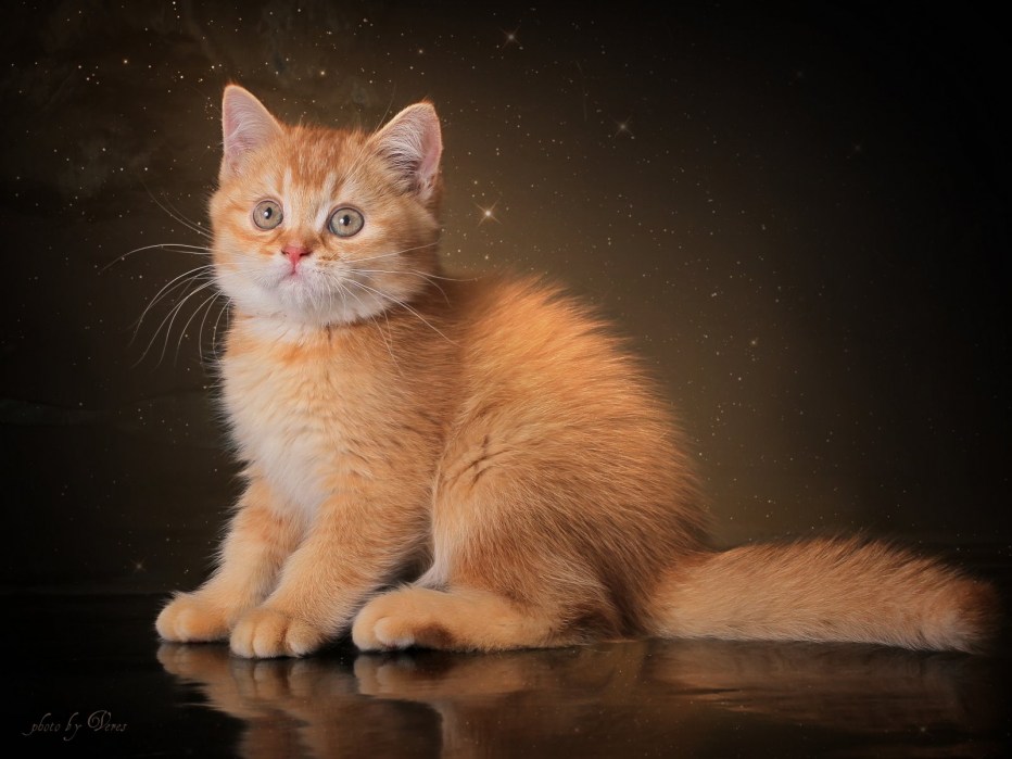 Шотландский кот прямоухий рыжий