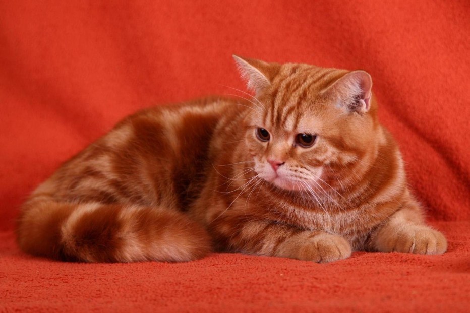 Рыжий мраморный кот