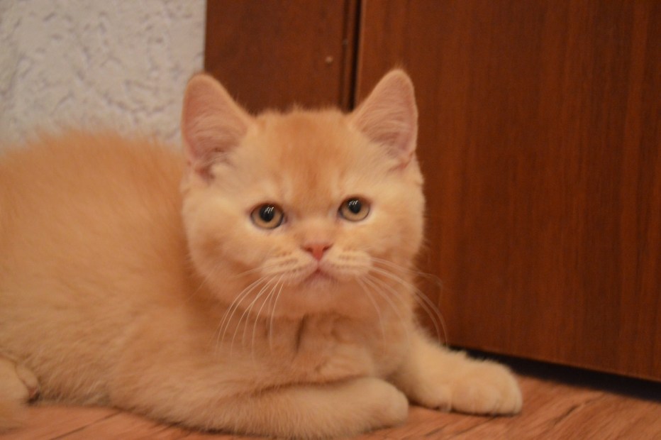 Британский короткошерстный кот рыжий