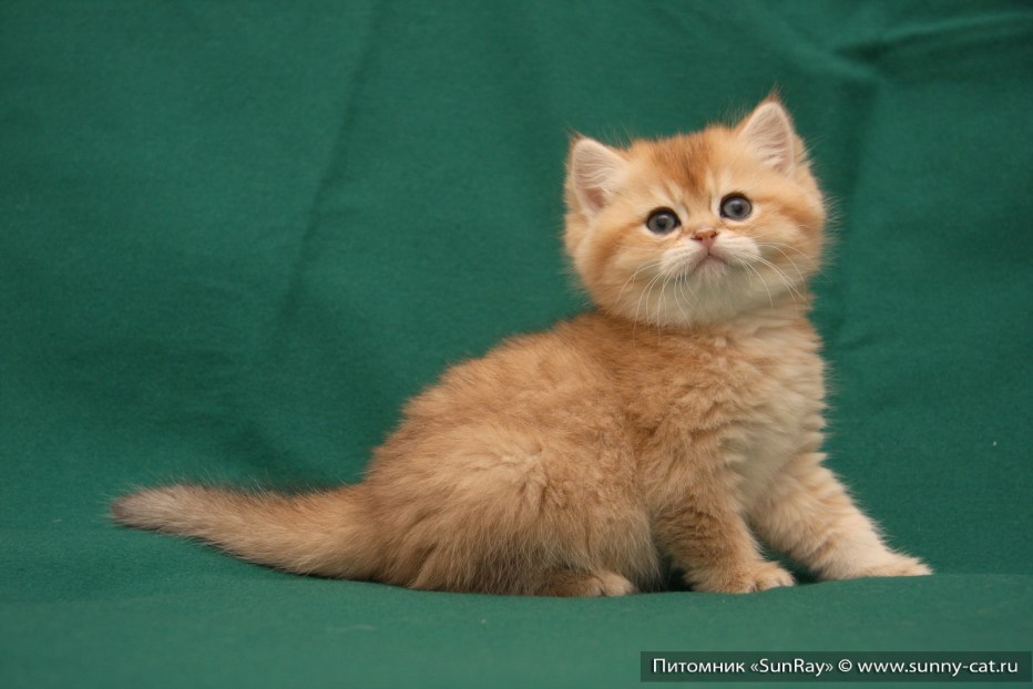 Британская короткошёрстная кошка красный окрас