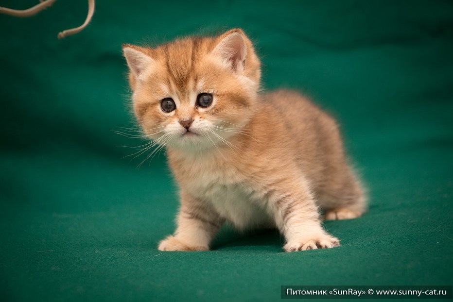 Британская короткошёрстная кошка рыжая котята