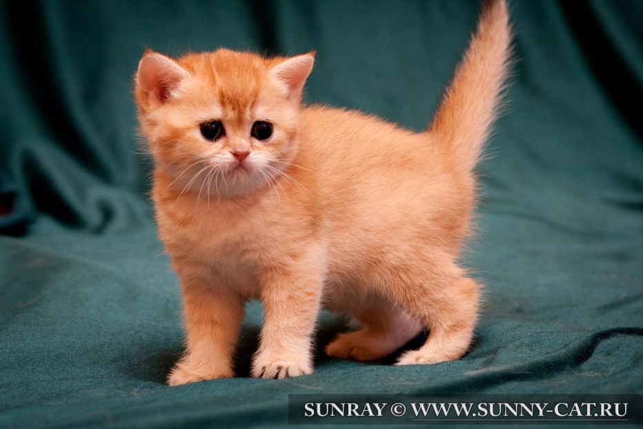 Британский короткошерстный кот рыжий