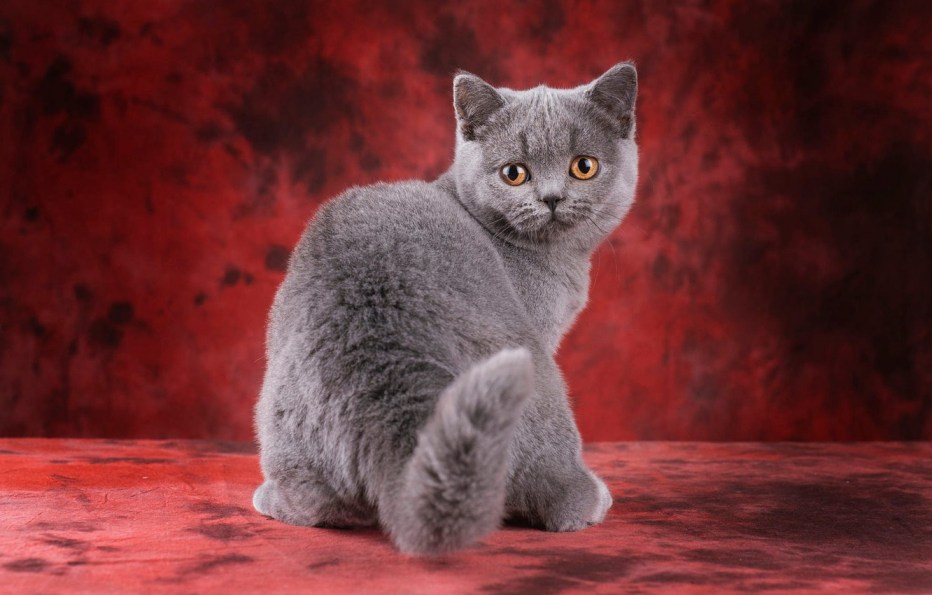 Скоттиш страйт Хосико