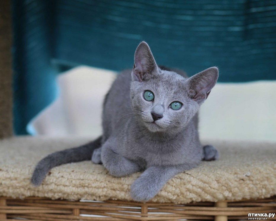 Русская голубая кошка