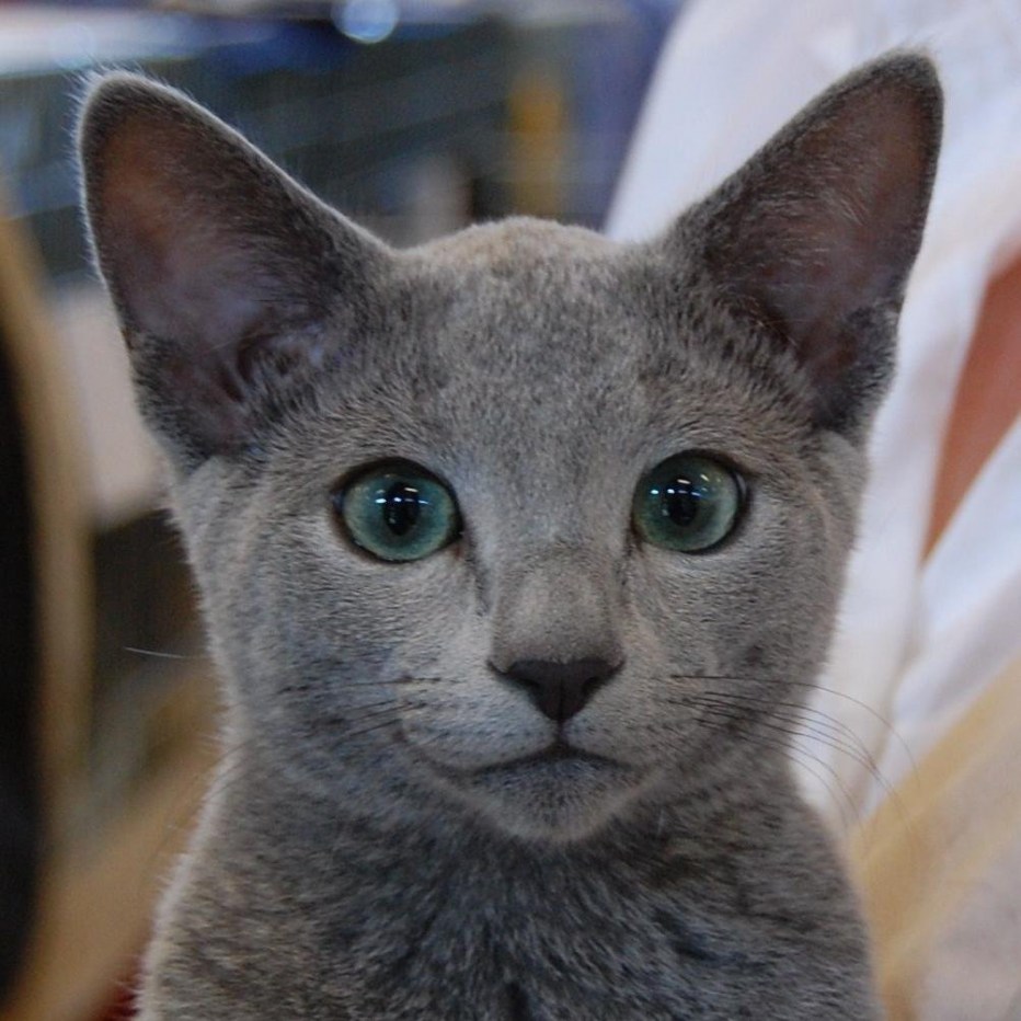 Русская голубая кошка