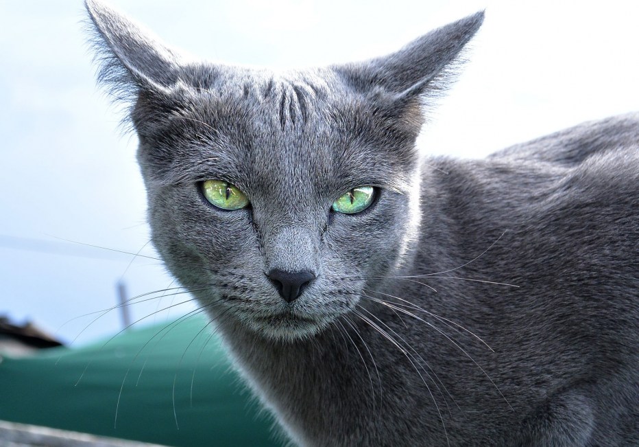 Сибирский голубая кошка короткошерстная